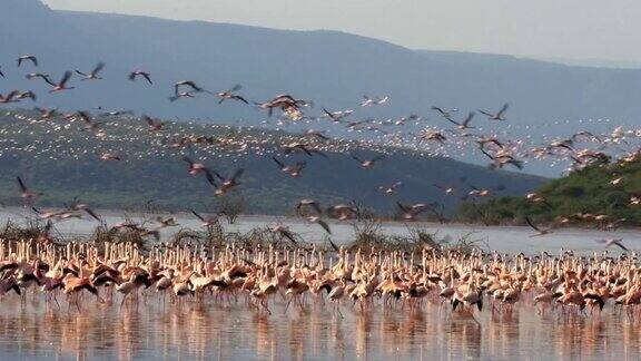 成群的小火烈鸟在飞湖博戈里亚肯尼亚