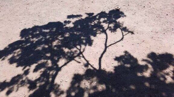 稀薄的树木的影子在风中在沙地上摇摆