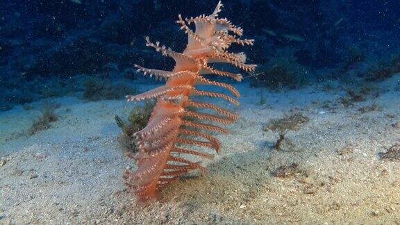 深海潜水-水深46米-水下生物