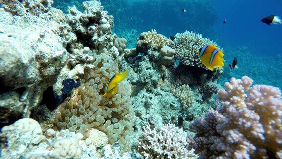 珊瑚礁的奇妙世界美丽的珊瑚花和热带鱼