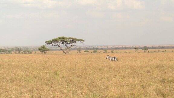 航拍:美丽孤独的斑马在非洲大草原开阔的田野上