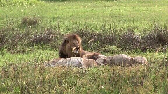 狮子野生危险的哺乳动物非洲草原肯尼亚