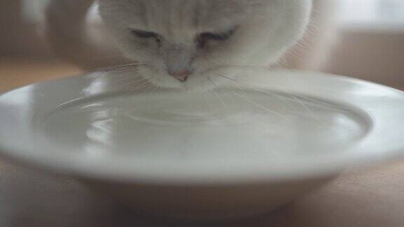 猫喝水的慢动作室内的白色宠物猫慢慢喝水