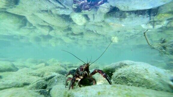 小龙虾在水下的鹅卵石上