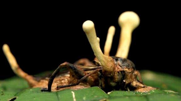 感染蟋蟀的虫草真菌
