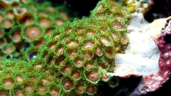 绿色的珊瑚物种在水下