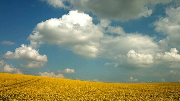 油菜籽田上空的云朵