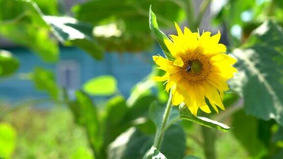 夏日阳光明媚的日子里一株年轻的向日葵在风中摇摆蜜蜂从花中采集花蜜近距离射击FullHD