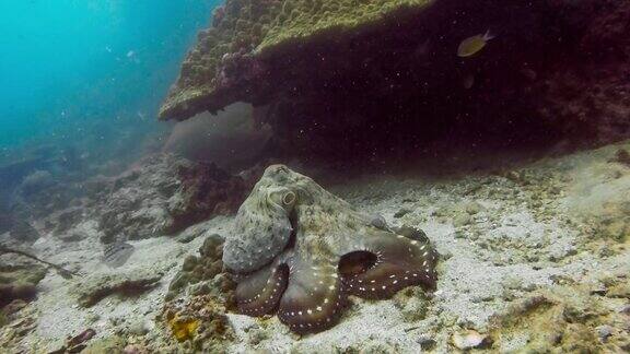 水下暗礁章鱼(章鱼蓝藻)伪装在珊瑚礁上