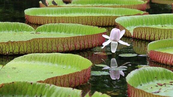 植物园里的巨型睡莲岛国毛里求斯亚马逊维多利亚女王维多利亚