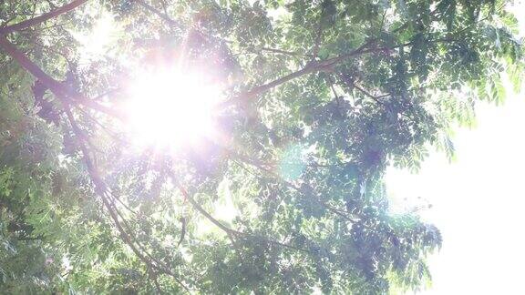 树枝上的绿叶被风吹了回来阳光照亮了天空