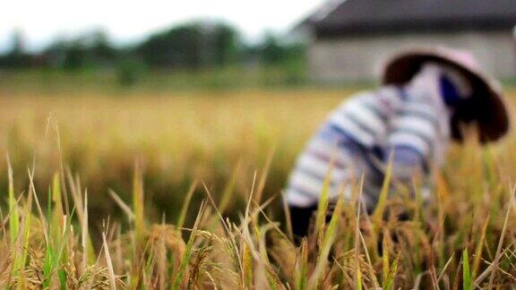 巴厘岛稻田里的农民正在收获稻谷