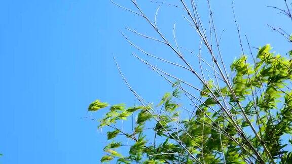 竹叶在风中摇摆蓝天背景