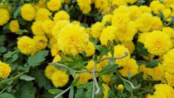 黄色的花是菊花