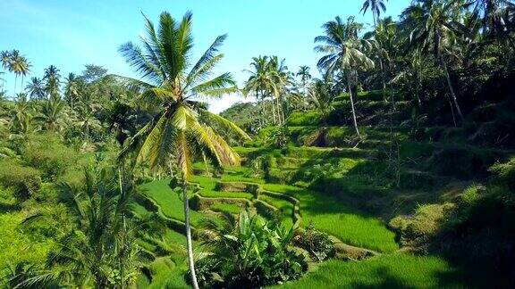 图片:巴厘岛郁郁葱葱的棕榈树丛林中稻田里起伏的梯田