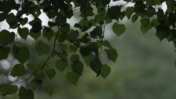 下雨天树叶在风中摇摆
