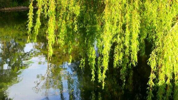 翠绿的柳树枝叶映在池水上