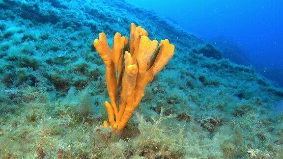 海底海绵-海底生物