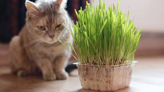灰猫吃草