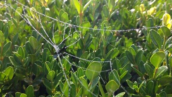 蜘蛛网上的露珠在风中飘动阳光下的金色雨滴