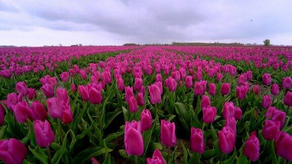 春天的荷兰美丽的郁金香田是一种神奇的景观盛开的五彩缤纷的荷兰郁金香田在荷兰景观荷兰旅行和度假