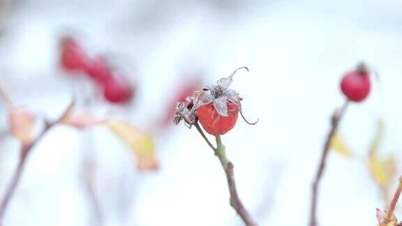 成熟的玫瑰果和雪
