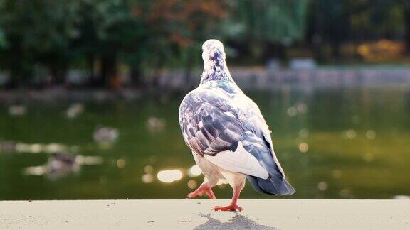 夏日公园湖岸上的灰鸽子