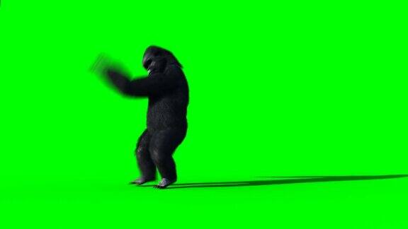有趣的舞蹈大猩猩现实的皮毛绿屏动画