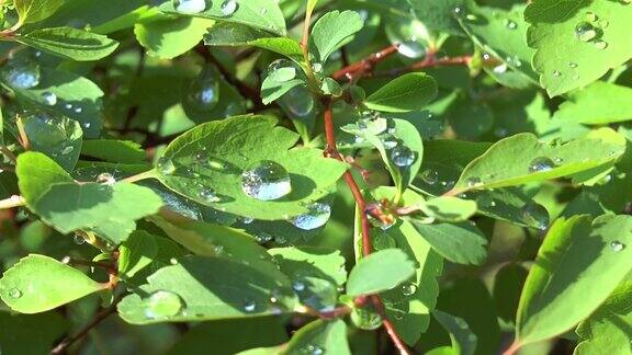 雨滴落在树叶上