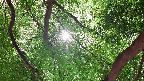 4K背景镜头的阳光透过美丽的绿色树叶使镜头在夏季的白天光晕效果