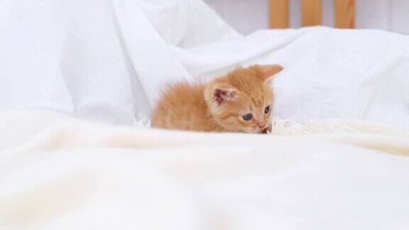 4k红姜条纹小猫在家里的床上走凯蒂转身看着摄像机健康可爱的家养宠物和猫