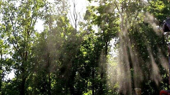 阳光森林里的小水滴