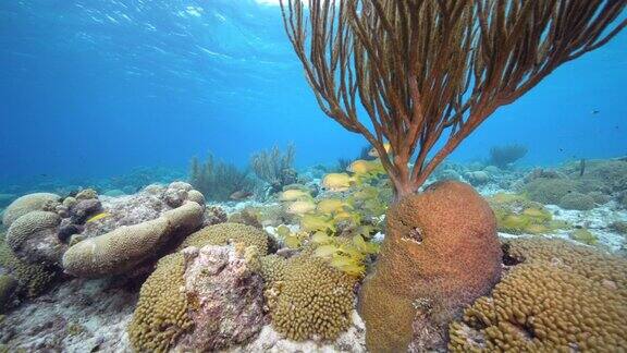 在库拉索岛周围的加勒比萨达姆瑚礁的绿松石水中各种各样的鱼珊瑚和海绵海景
