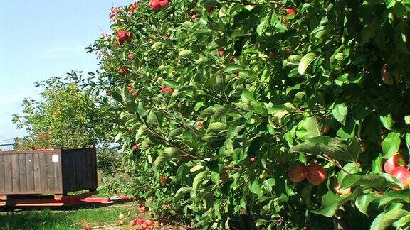 红苹果-果园农业