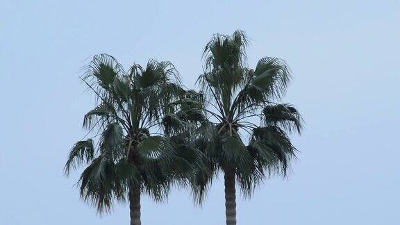 棕榈树被飓风一天的强风吹动
