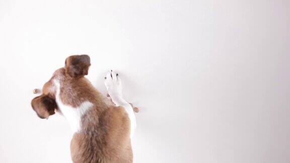 概念概念狗杰克罗素梗吃字食物从白色地板制成的狗的干食物