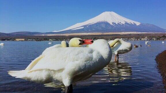 日本山梨县富士山与山中湖的白天鹅