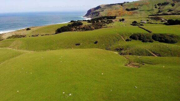 鸟瞰图草地和绵羊农场新西兰