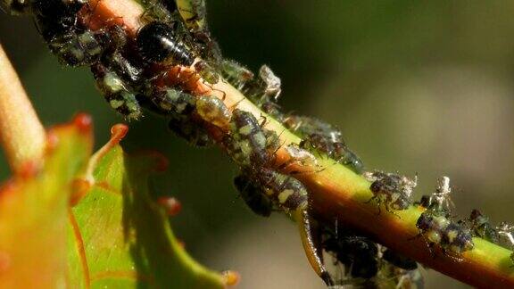 蚜虫在植物的茎上