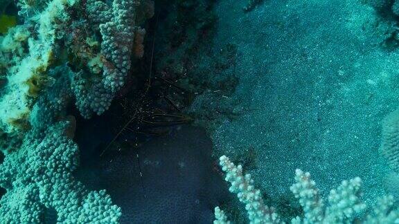 小笠原龙虾在深海礁日本