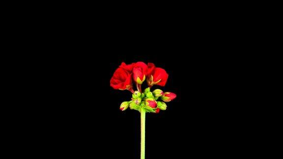 红色天竺葵属植物盛开;时间流逝