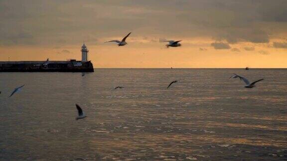 海鸥在有着灯塔的码头的背景下飞翔晚上的时间
