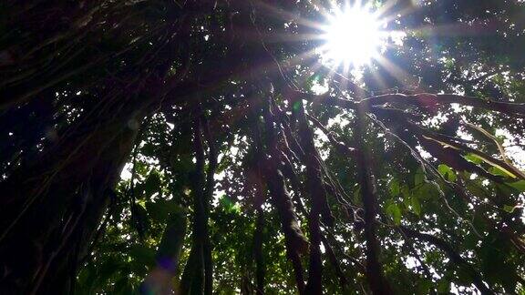 近距离阳光透过树顶的木质丛林藤蔓在猴子森林