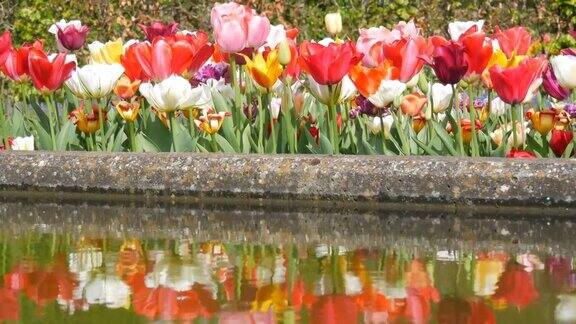 美丽的五彩郁金香混合在世界著名的库肯霍夫皇家公园的水中倒影郁金香田近观荷兰荷兰