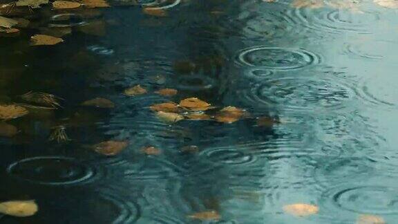 满是落叶的小路上下起了小雨