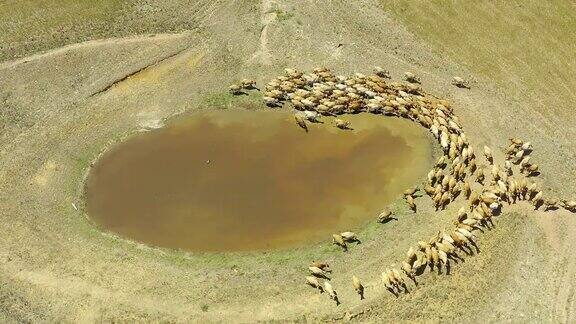 南非农场黄牛的聚集地