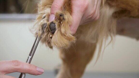 美容师剪狗爪子上的毛