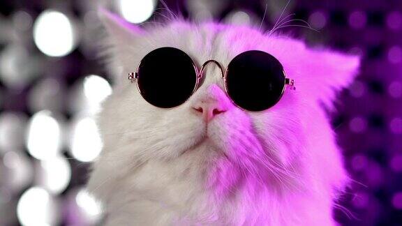 白色毛茸茸的猫在时尚眼镜肖像工作室霓虹灯镜头豪华的家猫在眼镜摆姿势在紫罗兰背景