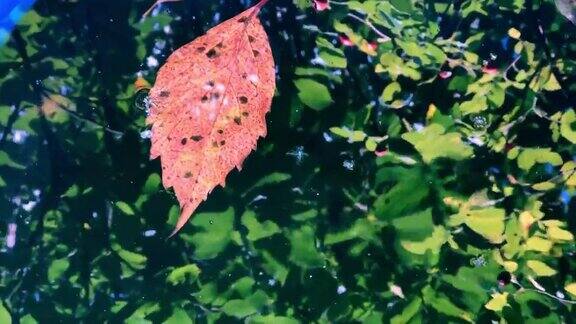 秋叶漂浮在水坑里