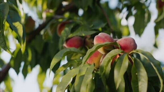 几只桃子在树枝上成熟了